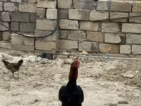 Chickens — foto 7