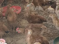 Chickens — photo 4