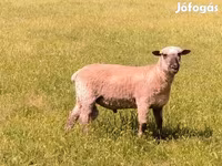 Qoʻchqor, Shroshire sheep — 5-rasm