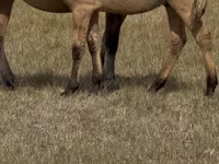 At, Bashkir horse — foto 5
