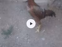 Chickens — photo 2