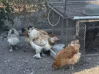 Çex Qızıl Alacalı Toyuq — foto 3