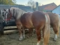Kobyła, Hungarian horse breed — zdjęcie 2