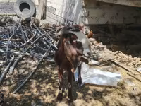 母山羊, Goats — 照片 1