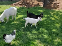 Billy Goat, Goats — photo 2