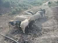 Qaban, Donuzlar — foto 8