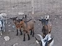Cabro, Pomellata goat — foto 5