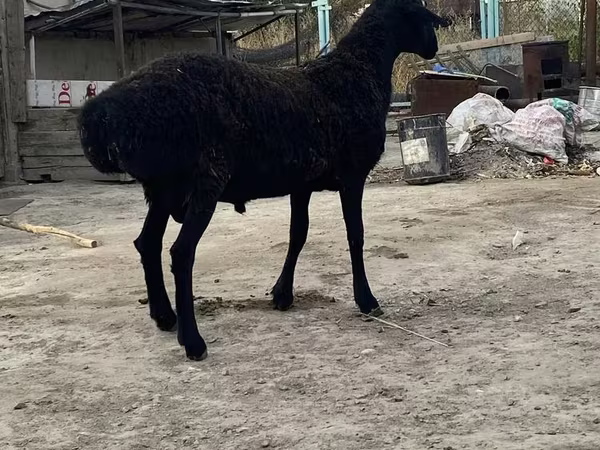 Carnero, Hissar sheep