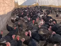 Turkeys — الصورة 1