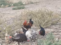 Chickens — फ़ोटो 2