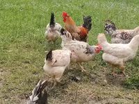 Chickens — foto 3