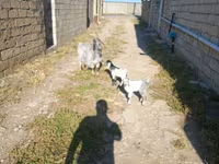 Goat, Goats — photo 1