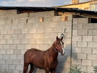 Kůň, Friesian sport horse — foto 2
