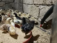 Chickens — photo 2