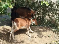 Cabra, Cabras — foto 3