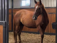 Klisna, Thoroughbred horse — foto 1