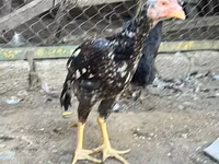 Australorp — Foto 4