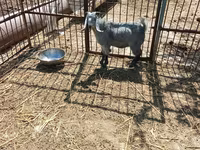 Keçi, Damask goat — foto 4