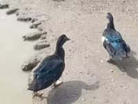 Ducks — Foto 2
