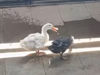 Ducks — photo 2