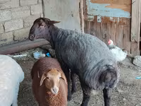 Ram, Sheep — photo 1