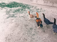 Chickens — foto 5