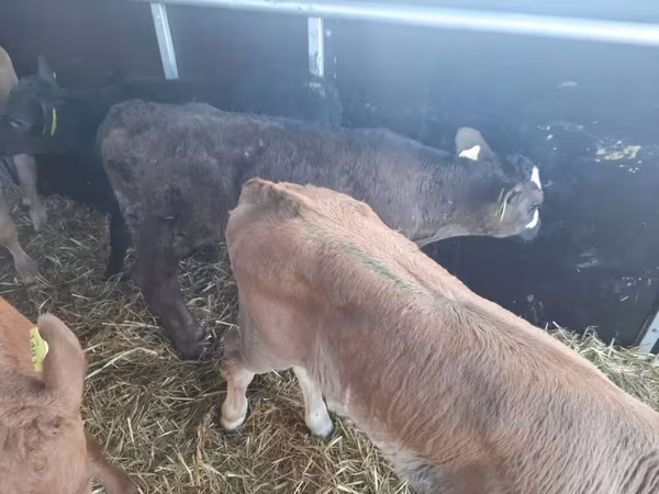 Bull, Aberdeen-Angus