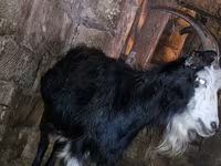 Dişi keçi, Kamori goats — foto 2
