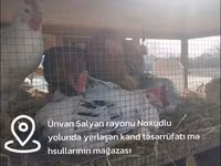 Chickens — Foto 3