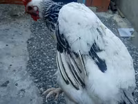 Chickens — photo 2