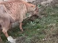 Ziegen (Partie, Geschlecht nicht angegeben), Saanen goat — Foto 4