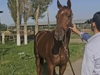 Égua, Thoroughbred horse — foto 2