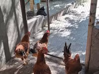 Chickens — Foto 4
