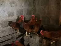 Chickens — الصورة 1