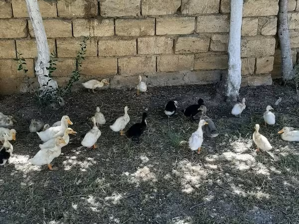 Alman Pekin — Azərbaycan