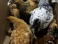 Chickens — الصورة 1