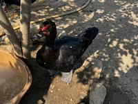 Ducks — foto 8