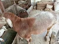 Carneiro, Arashan sheep — foto 1