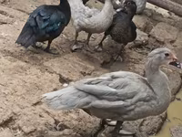 Ducks — Foto 2