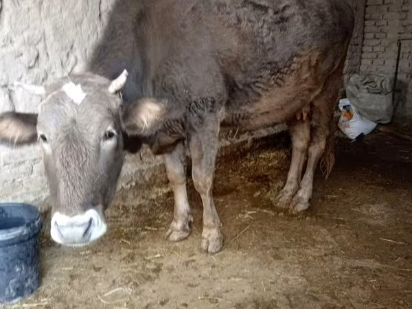 गाय, मवेशी
