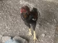 Chickens — foto 1