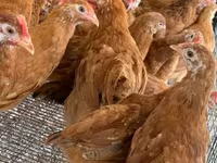 Chickens — Foto 3