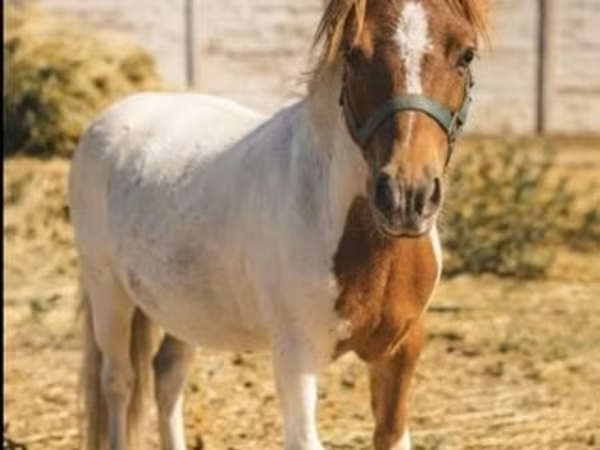 Cavalo, Cavalos