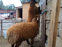نعجة, الأغنام — الصورة 1