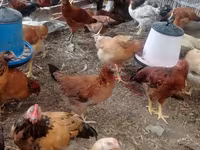 Chickens — photo 6