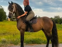 Mare, Horses — photo 4