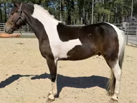 Caballo, American paint horse — foto 2
