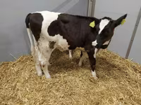 Cow, Holstein breed — photo 4