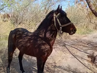 Caballo, Karabair horse — foto 1