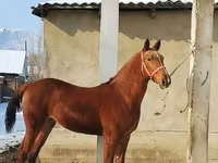 At, Karabair horse — foto 1
